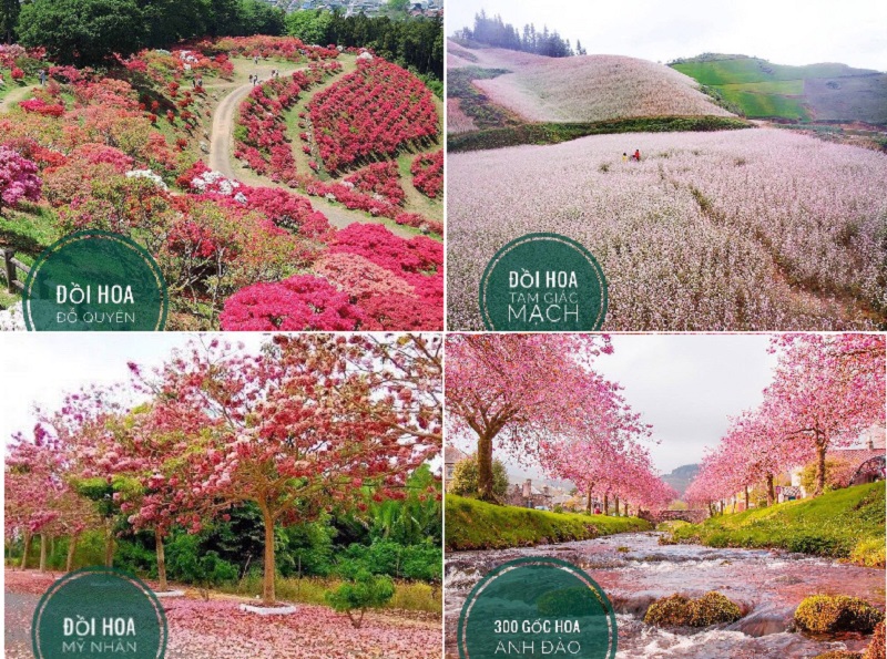 4 loại hoa đẹp dự án Legacy Hill Lương Sơn - Hòa Bình4 loại hoa đẹp dự án Legacy Hill Lương Sơn - Hòa Bình