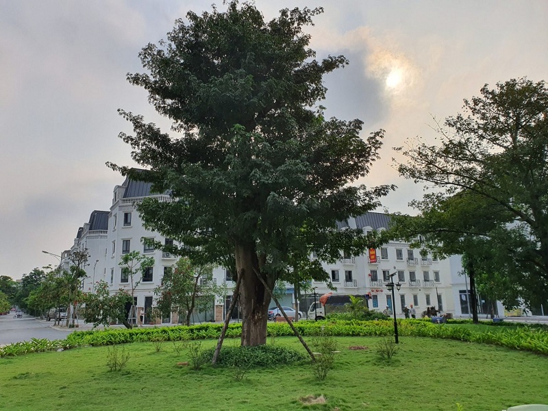 Khuôn viên cây xanh Lacasta Tower Văn Phú - Hà Đông 2