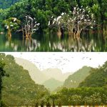 vuon-chim-thung-nham-gan-du-an-life-resort-ninh-binh